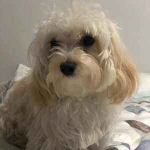 Meet your Posher, Carla